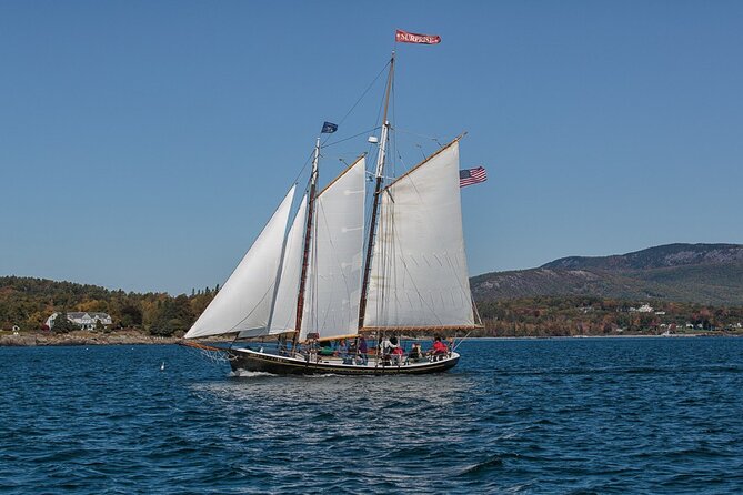 Day Sails and Sunset tours on Schooner Surprise in Camden Maine - Seals, Seabirds, and the Chance Wildlife Offers