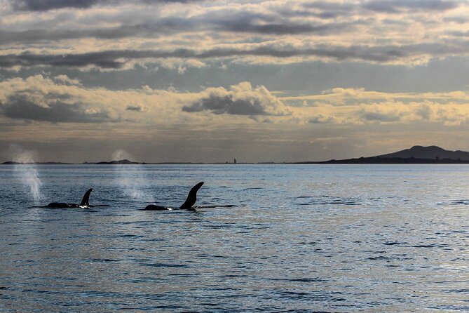Discover Auckland City Tour: The City of Sails - Is the $108.60 price good value?