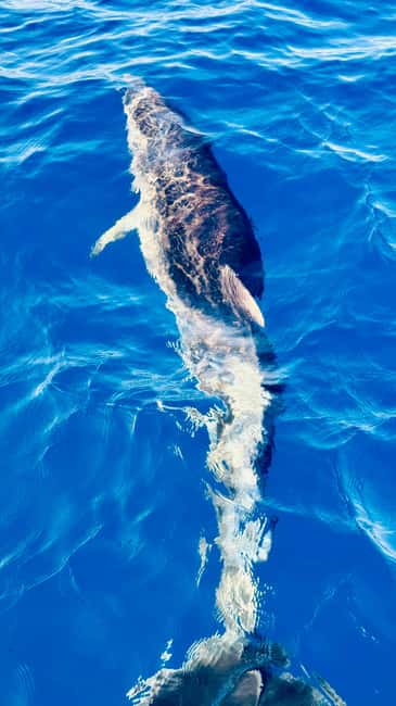 Discover the magic of sailing: a boat tour in Catania - Booking details that matter