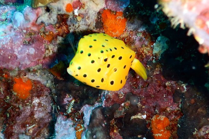 Diving Tour for Certified Divers: Sail Rock or Koh Tao - Koh Tao or Sail Rock: choosing the right trip