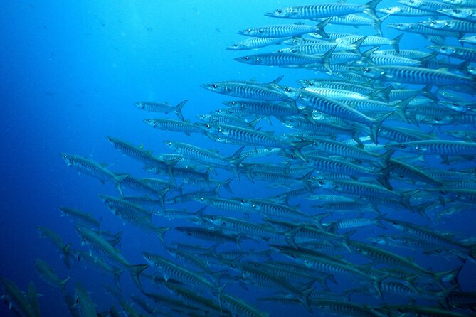 Diving Tour for Certified Divers: Sail Rock or Koh Tao - What happens at the academy