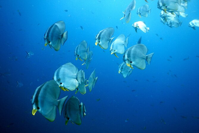 Diving Tour for Certified Divers: Sail Rock or Koh Tao - Certification, safety, and who should book