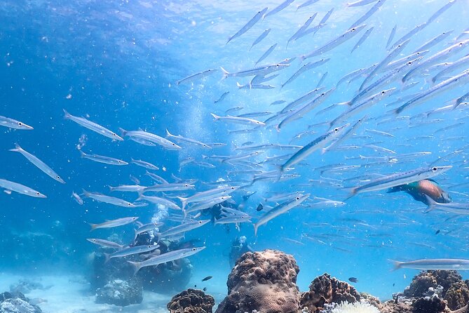 Diving Tour for Certified Divers: Sail Rock or Koh Tao - A practical day-by-day picture