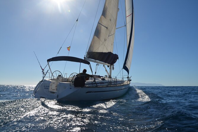 Dolphin and Whale Sailing Tour in Los Gigantes - At a glance
