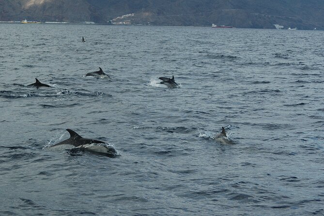Dolphin and Whale Sailing Tour in Los Gigantes - Why this three-hour trip feels different