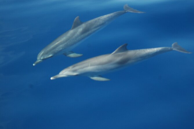 Dolphin and Whale Sailing Tour in Los Gigantes - Swimming and snorkeling beneath the cliffs