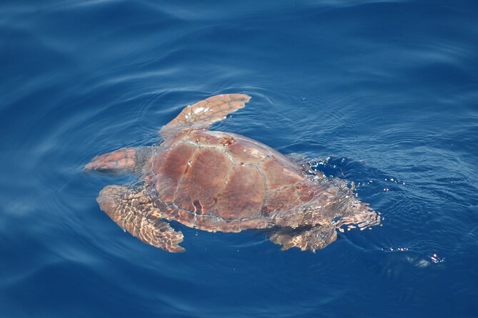 Dolphin and Whale Sailing Tour in Los Gigantes - The skipper makes or breaks the day