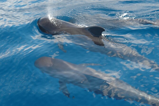 Dolphin and Whale Sailing Tour in Los Gigantes - Leaving Los Gigantes for Teno Rural Park