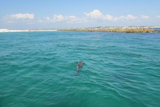 Dolphin Sightseeing on the Privateer Catamaran - Value at $35 per person