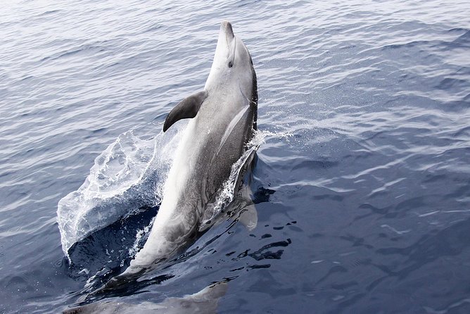 Dolphin Sightseeing on the Privateer Catamaran - Shell Island, St. Andrews Bay, and Gulf views