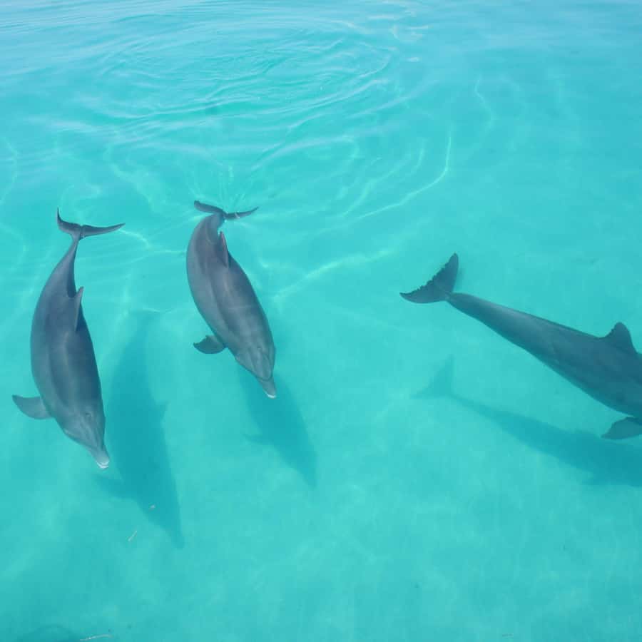 Dolphin Watch + Sunset Sail - From Margaret Street to the open water