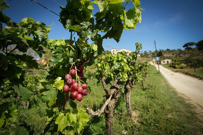 Ebike Tour, Winery, Wine Tasting & Sailing Experience(car option) - Price, group size, and overall value