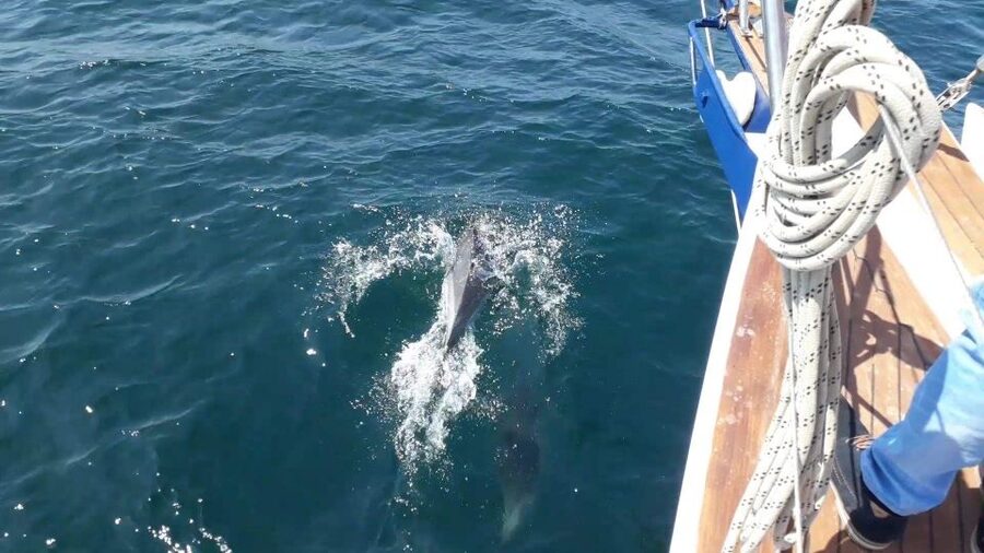 Estepona: Dolphin Watching Sailboat Cruise with Drink - Should you book the Intrépido?