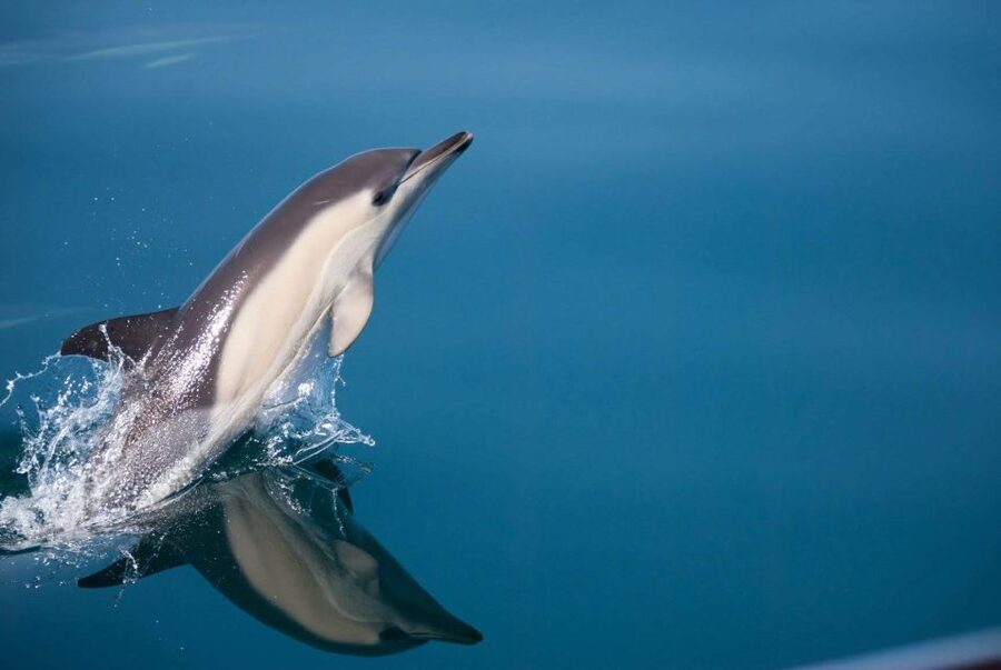 Estepona: Dolphin Watching Sailboat Cruise with Drink - Sailing the bay in search of dolphins