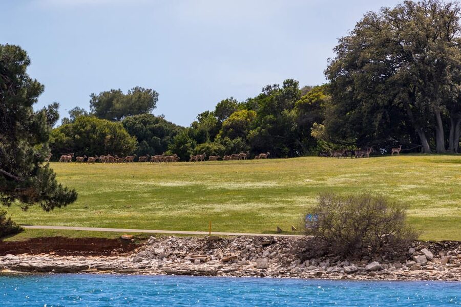 Fažana: Sail like a president with Brijuni Panorama - Should you book Brijuni Panorama?