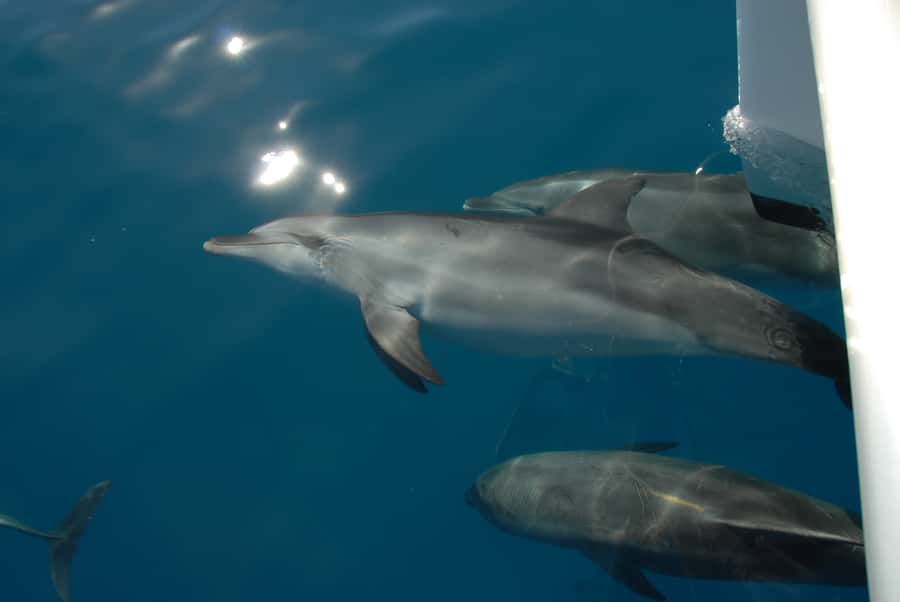Fraser Island 4-Hour Eco-Sailing Adventure - Who will enjoy this Fraser Island cruise?
