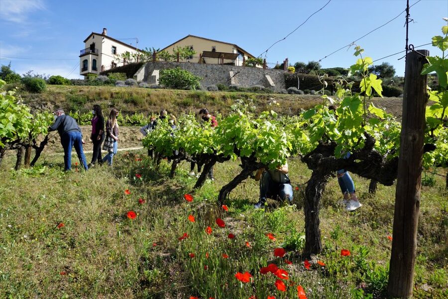 From Barcelona: E-Bike and Sailing Tour with Wine Tastings - Alella wine country and the 90-minute tasting