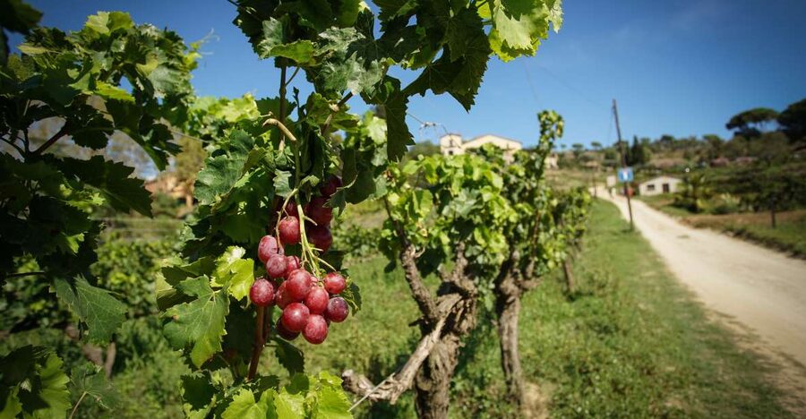 From Barcelona: Sailing and Wine Tasting Experience - What the $131 price really includes