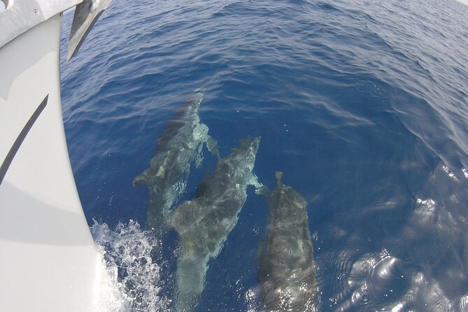 From Heraklion : Small Group 5,5 hours Sailing Trip to Dia Island - Snorkeling, fish, and a simple swim stop