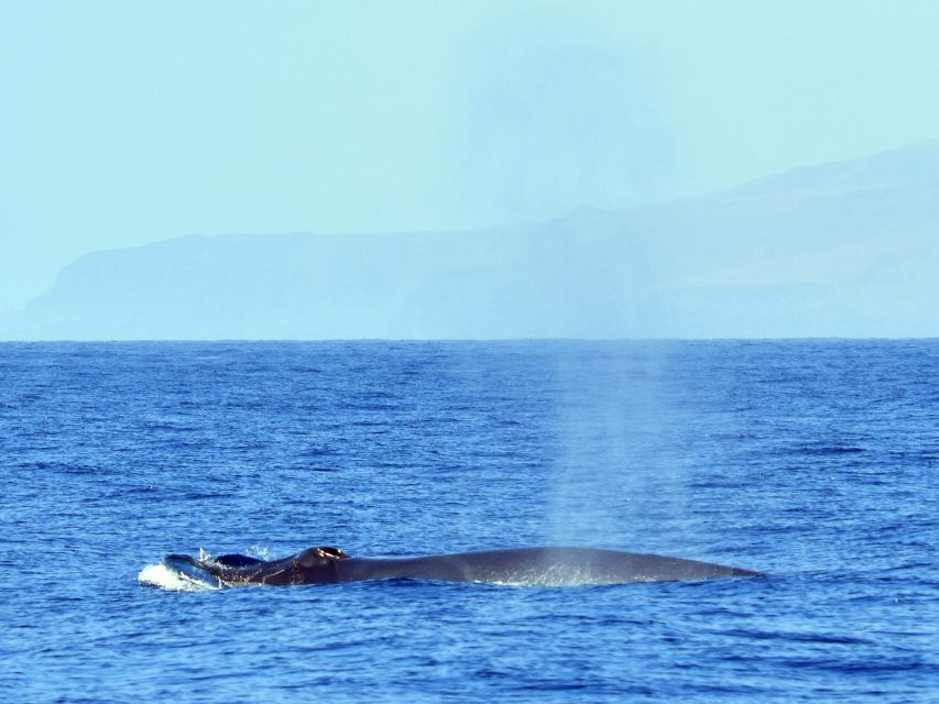 From Los Gigantes: Whale Watching Sailboat Cruise - Useful booking and packing advice