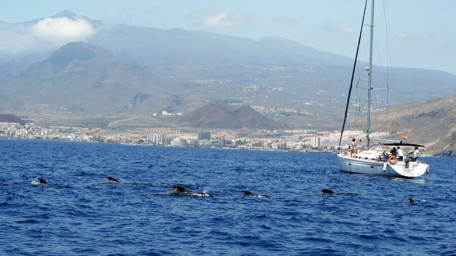 From Los Gigantes: Whale Watching Sailboat Cruise - Why the small Picarus sailboat matters