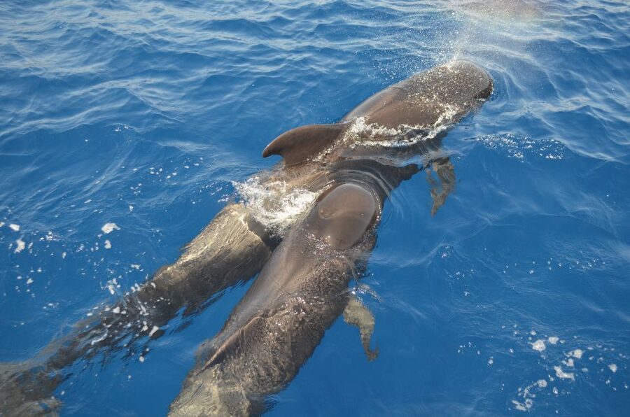 From Los Gigantes: Whale Watching Sailboat Cruise - Searching for pilot whales and dolphins