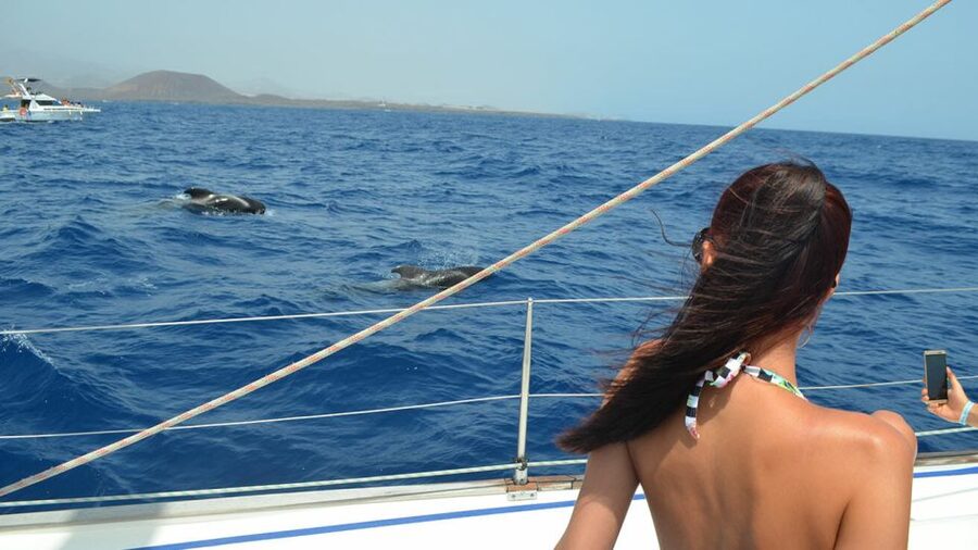 From Los Gigantes: Whale Watching Sailboat Cruise - A 15-minute swim near Los Gigantes