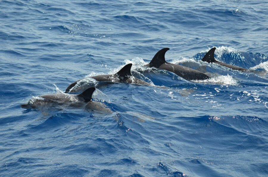 From Los Gigantes: Whale Watching Sailboat Cruise - Homemade tapas and drinks on board