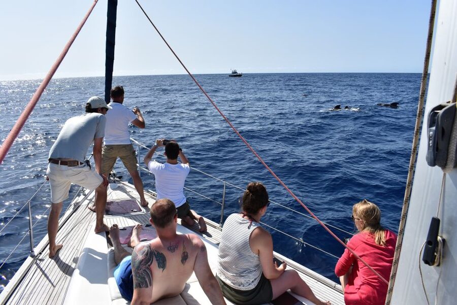 From Los Gigantes: Whale Watching Sailboat Cruise - Who will enjoy this trip most?