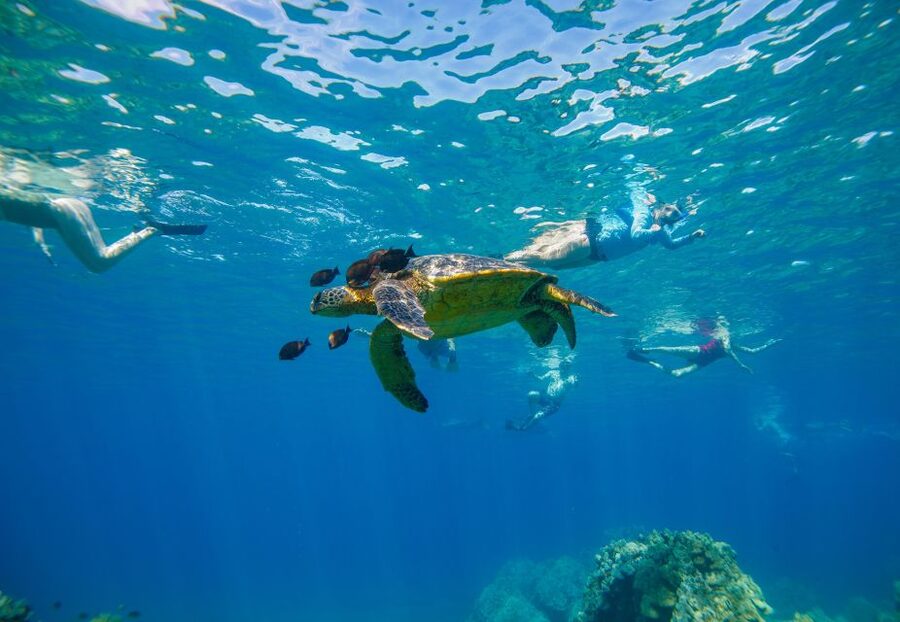From Maalaea: Turtle Town 3-Hour Snorkel and Sail Adventure - Why Turtle Town is the star of this Maalaea cruise