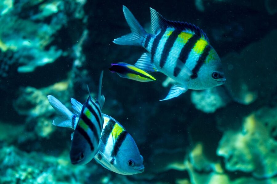 From Maalaea: Turtle Town 3-Hour Snorkel and Sail Adventure - What the beginner class adds
