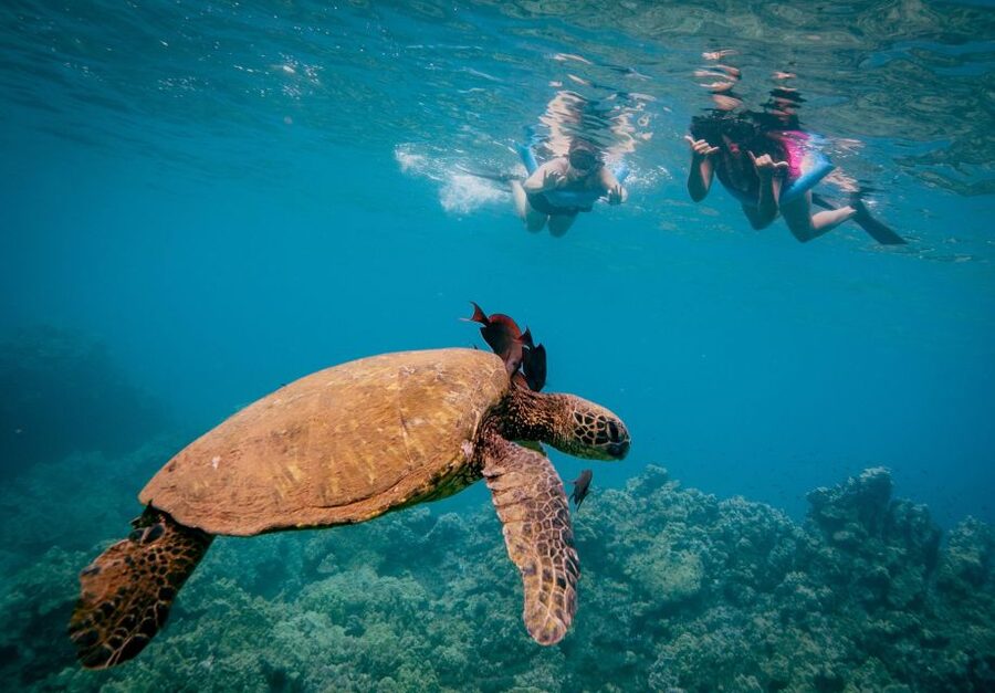 From Maalaea: Turtle Town 3-Hour Snorkel and Sail Adventure - What you may see below the surface
