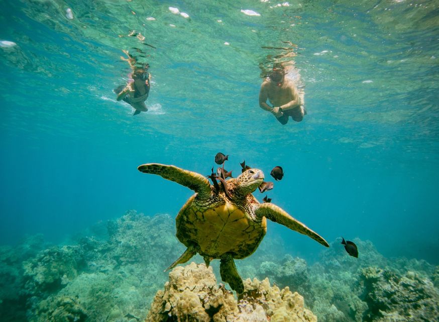 From Maalaea: Turtle Town 3-Hour Snorkel and Sail Adventure - Is the $139 price good value?