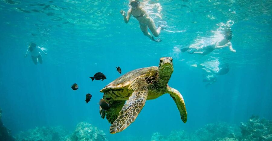 From Maalaea: Turtle Town 3-Hour Snorkel and Sail Adventure - Getting to the North Loading Dock