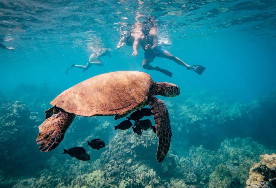 From Maalaea: Turtle Town 3-Hour Snorkel and Sail Adventure - Sailing aboard the Winona