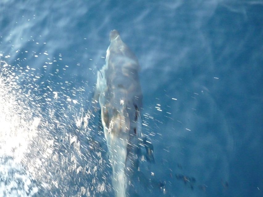 From Paros: Private Sailing Cruise with Lunch and Snorkeling - Price, flexibility, and the final decision