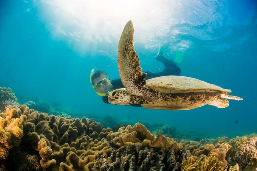 From Port Douglas: Sail to Low Isles Great Barrier Reef - Key points to know before booking