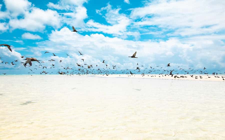 From Tahiti: Tetiaroa Island Tour by Sailing Catamaran - A Tahitian lunch back on the boat