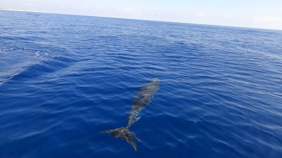 From Trapani: Full-Day Sailboat Trip to Favignana & Levanzo - What to bring and who should skip it