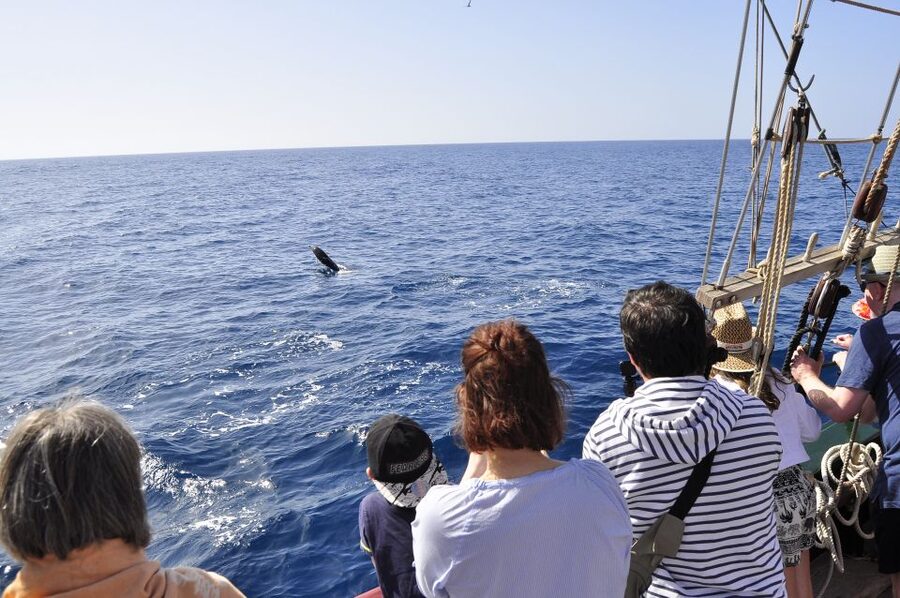 Fuerteventura: 4-Hour Pirate Sailing Adventure - Setting sail from southern Fuerteventura