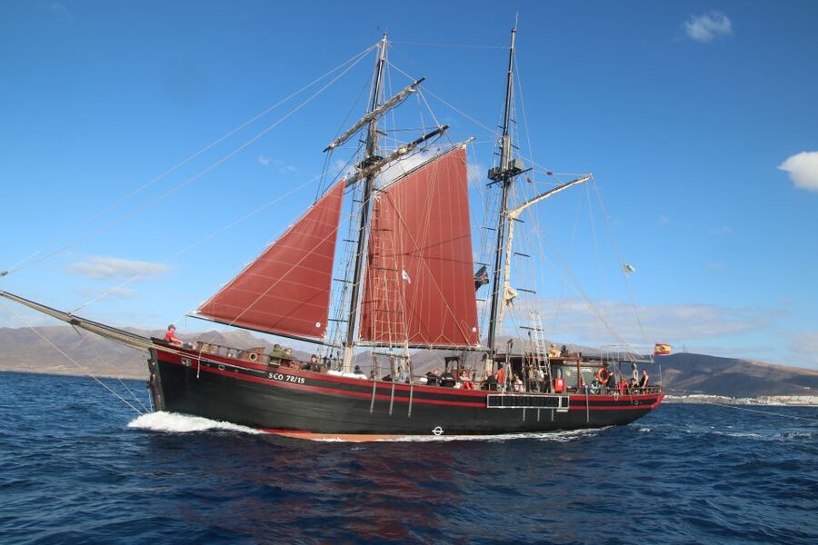 Fuerteventura: 4-Hour Pirate Sailing Adventure - Dolphins, whales, turtles, and responsible wildlife watching