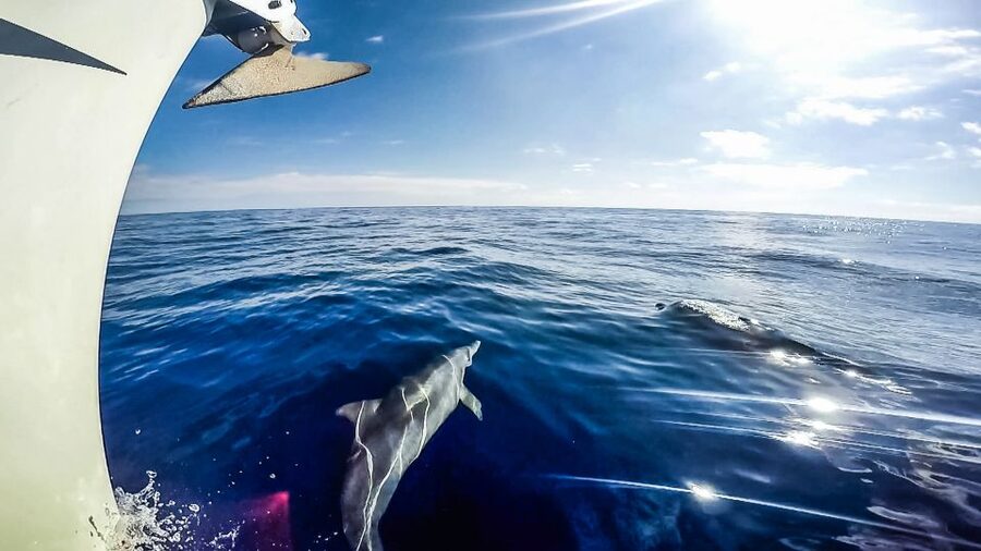 Fuerteventura: Sailing with Snorkeling and Dolphin Watching - Tapas, wine, beer, and the return sail