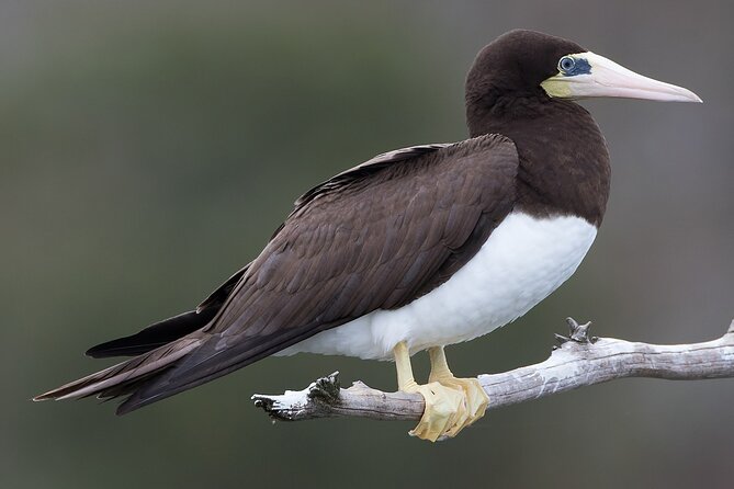 Full-Day Isla Contoy Sailing Nature Experience in Mujeres - Snorkeling at El Farito