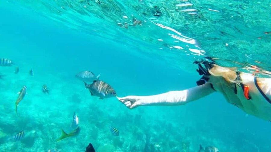 Full Day Sail and Snorkel with Turtles - Why this Nassau sailing day works well