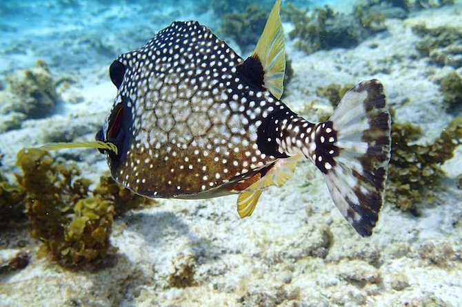 Full-Day Sailing and Snorkeling Excursion to Les Saintes - A Creole lunch worth planning around