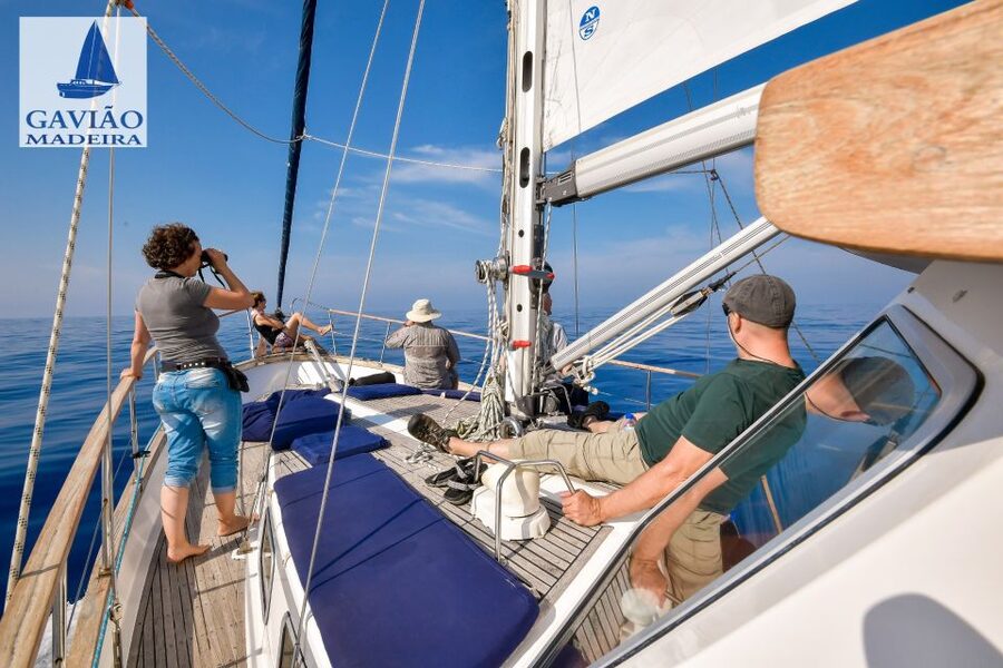 Funchal: Dolphin and Whale Watching Sailing Trip - What the $47 price really includes
