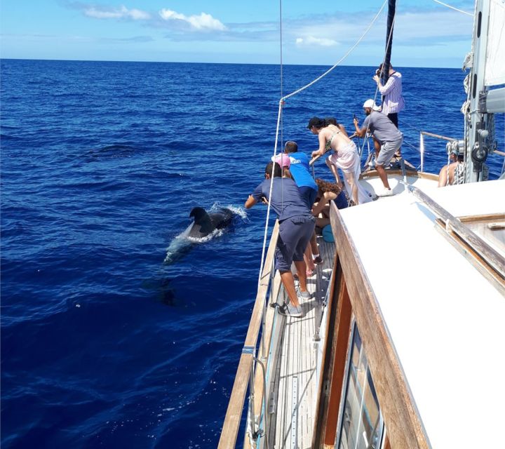 Funchal: Dolphin and Whale Watching Sailing Trip - Weather, timing, and cancellation details