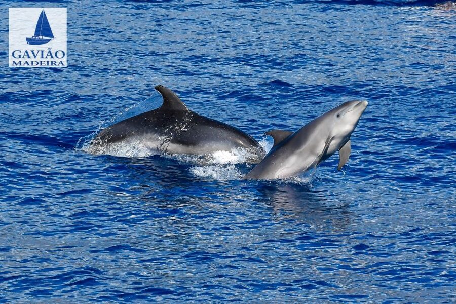 Funchal: Dolphin and Whale Watching Sailing Trip - Should you book it?