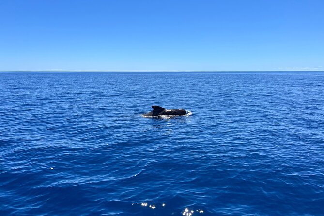 Funchal: Half and Full Day Private Sailboat Tour - Comfort, age, and physical limits