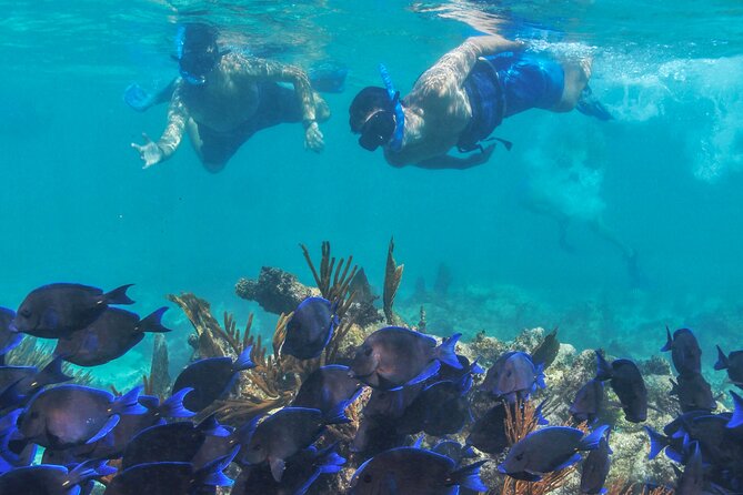 Half-Day Luxury Sailing Experience in Tulum with Open Bar - Snorkeling in the Caribbean water